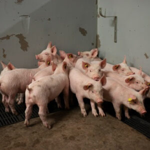 unnamed - 2026-02-19T082144.592