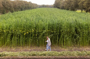 Arnhem start met vezelhennepproef