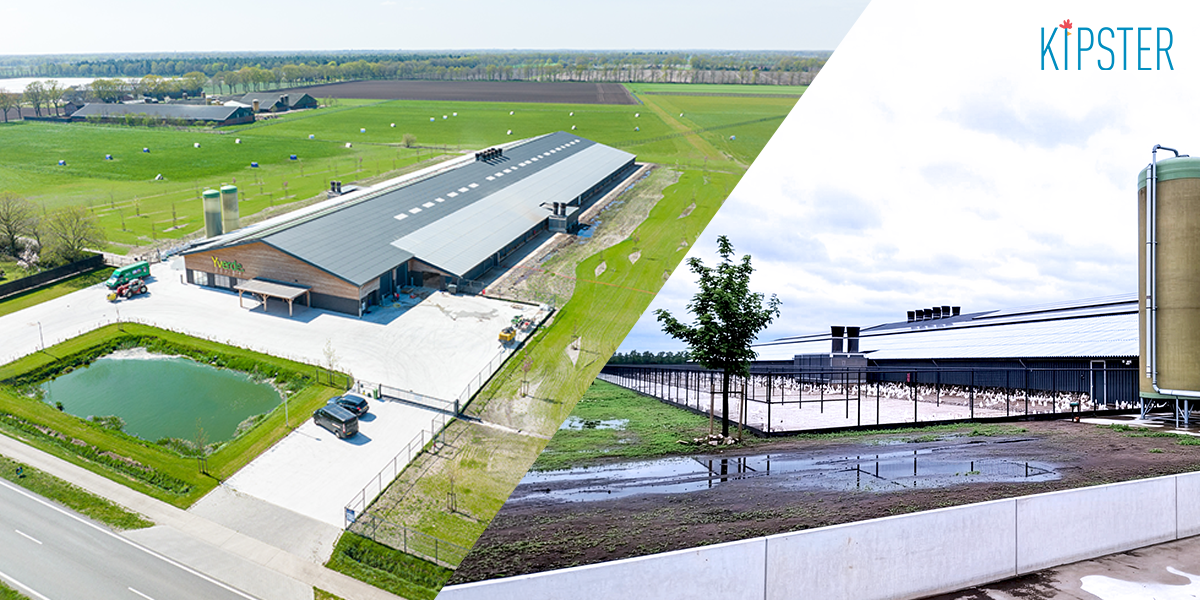 Kipster breidt productie uit met opening nieuwe stal in Ysselsteyn