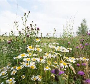 Natuurvriendelijk bermbeheer_928_550