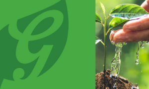Bierbrouwer Grolsch publiceert duurzame highlights 2025