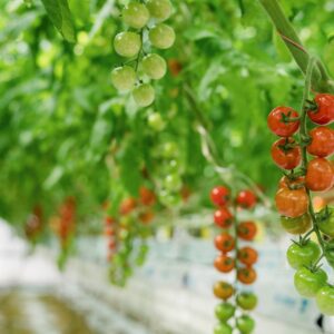 230412tomatoworld39