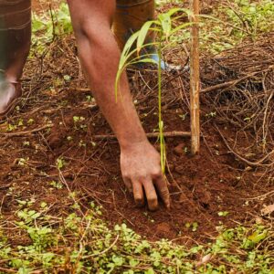 planting_jean_louis_mva_ze