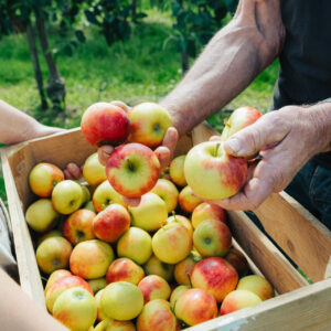 Appels