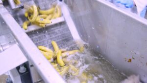 Chiquita en The Banana Factory geven bananen een tweede leven