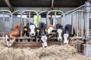 Ruim €2 miljoen voor innovatieve verduurzaming in de melkveehouderij in Noord-Holland