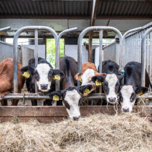 Biologisch dynamisch boerderij Konijn