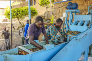 Fairtrade verhoogt minimum inkoopprijs koffie