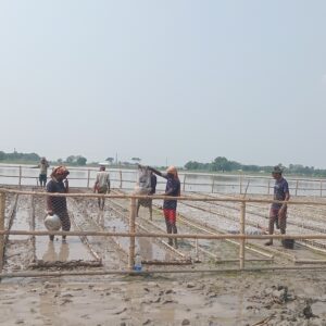 Mangrove Nursery