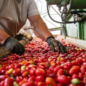 Tomaten-sorteren