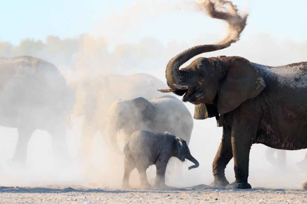 WWF Living Planet Report: ondanks gemiddelde afname van 73% in populaties wilde dieren zijn er teken