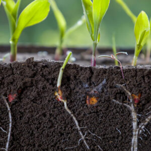 Fresh green corn plants with roots